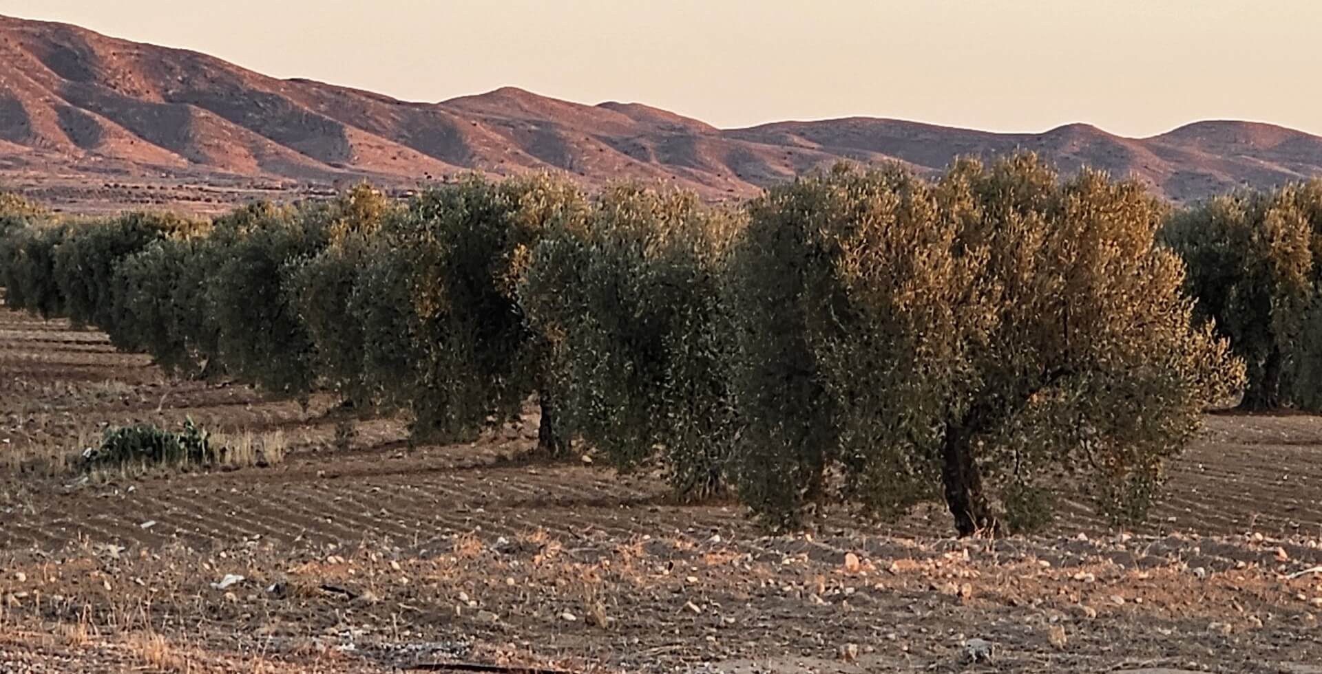 olive harvest in Tunisia
